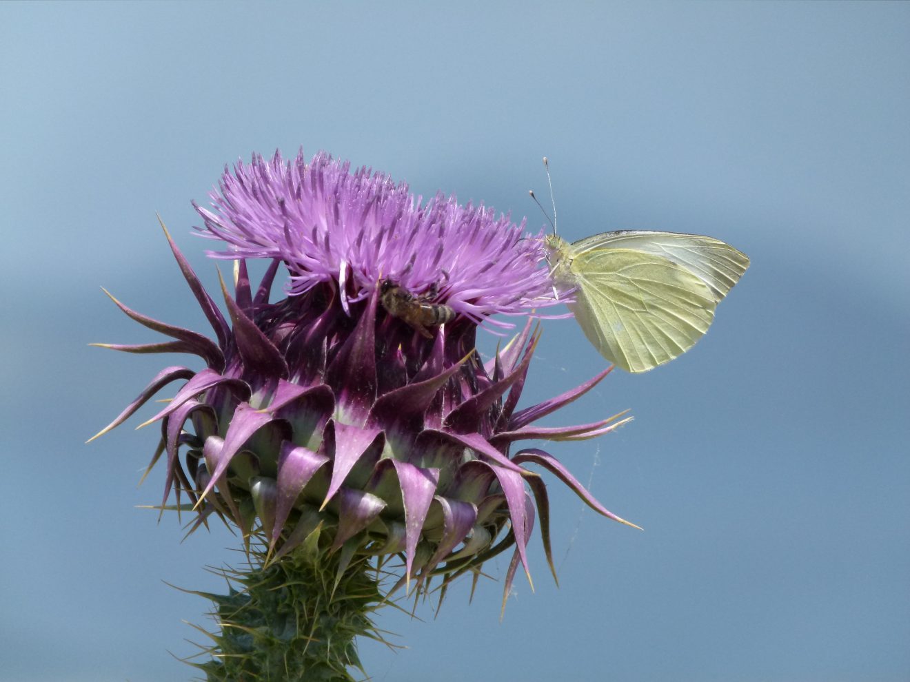 Fotowettbewerb "Schwarzwald unter der Lupe" 2018