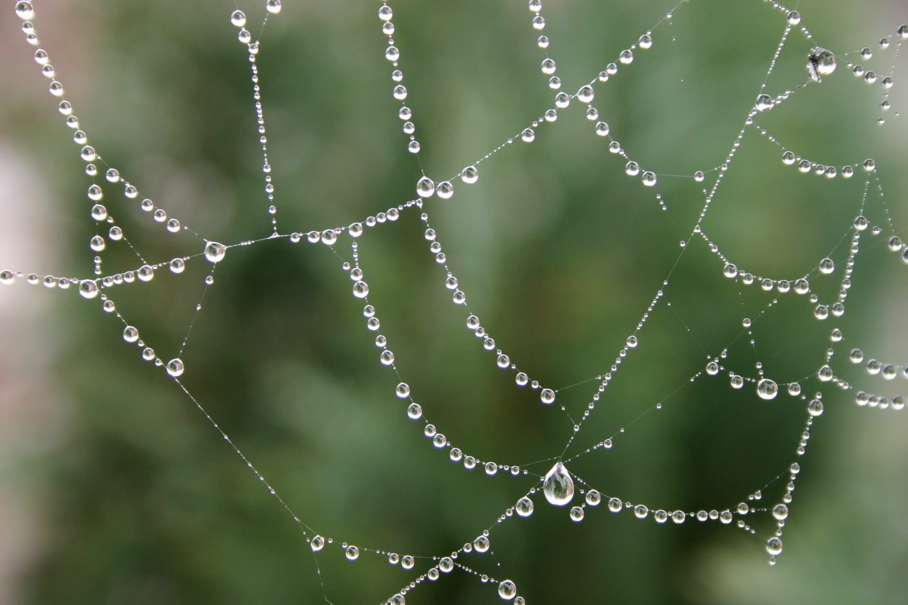 Fotowettbewerb "Schwarzwald unter der Lupe" 2018