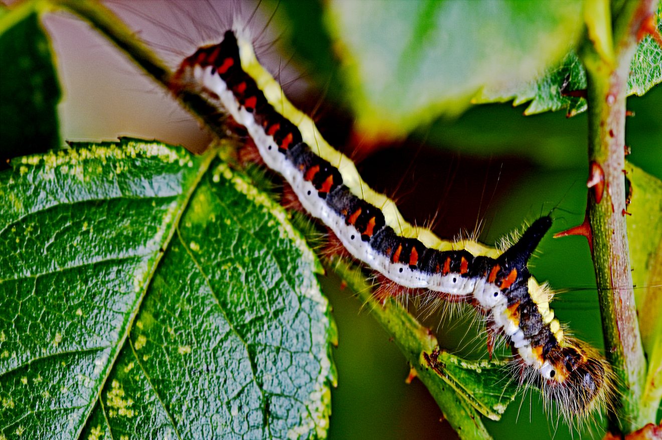Fotowettbewerb "Schwarzwald unter der Lupe" 2018