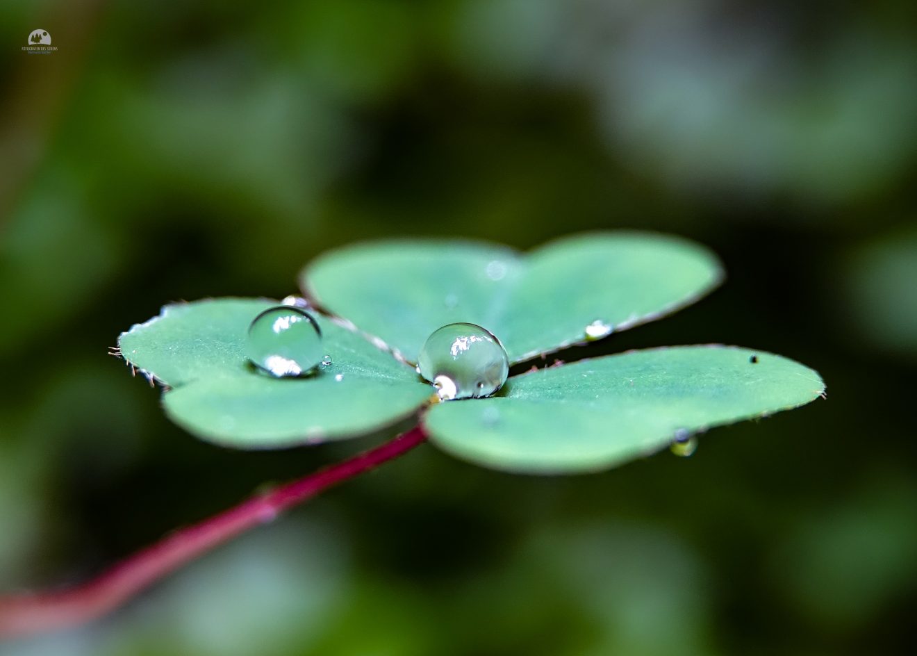 Fotowettbewerb "Schwarzwald unter der Lupe" 2018
