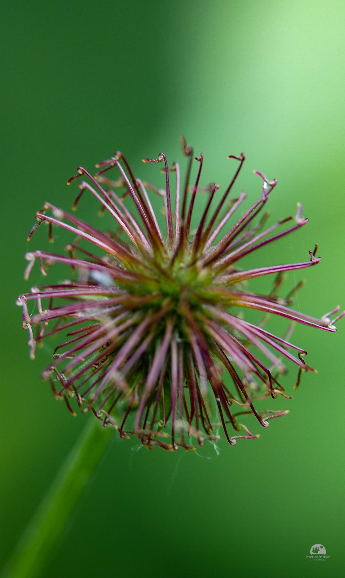 Fotowettbewerb "Schwarzwald unter der Lupe" 2018