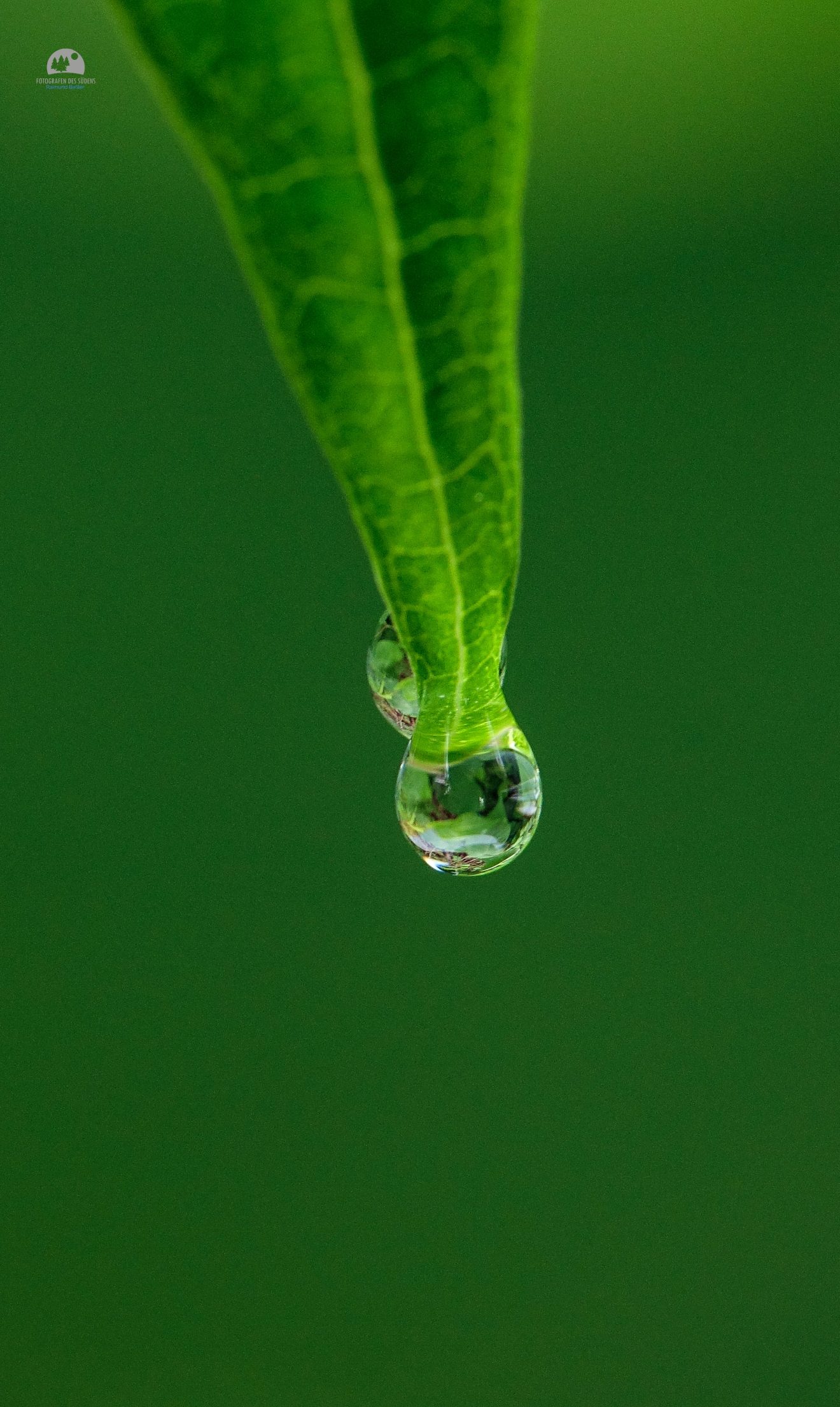 Fotowettbewerb "Schwarzwald unter der Lupe" 2018