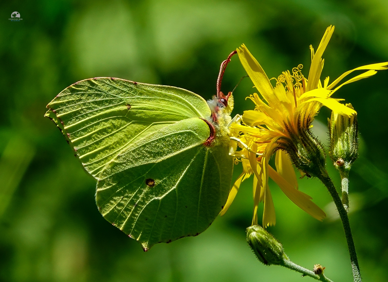 Fotowettbewerb "Schwarzwald unter der Lupe" 2018