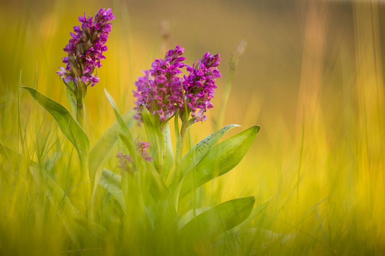 Fotowettbewerb "Schwarzwald unter der Lupe" 2018