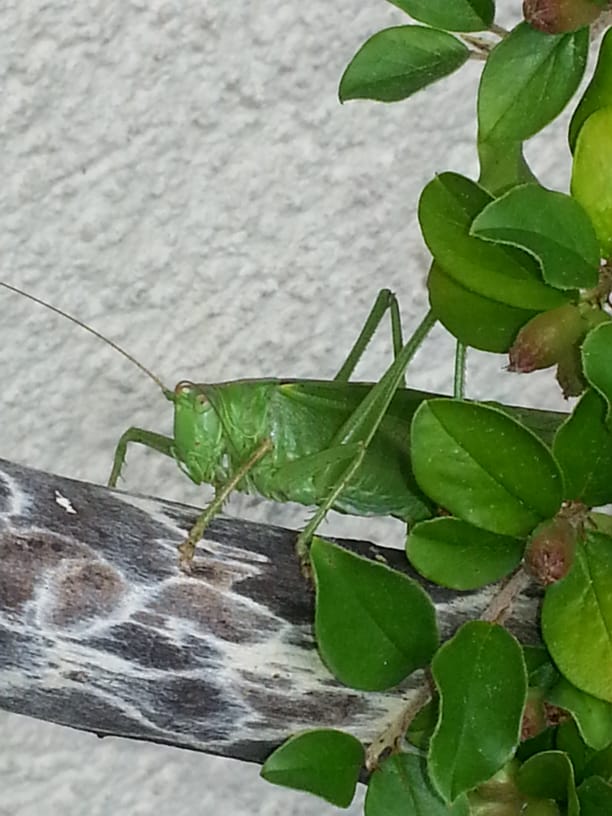 Fotowettbewerb "Schwarzwald unter der Lupe" 2018