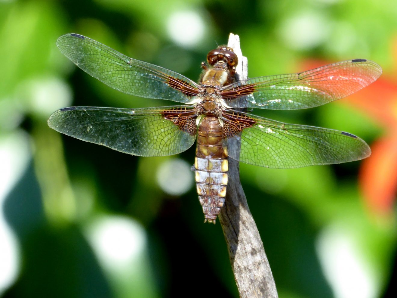 Fotowettbewerb "Schwarzwald unter der Lupe" 2018