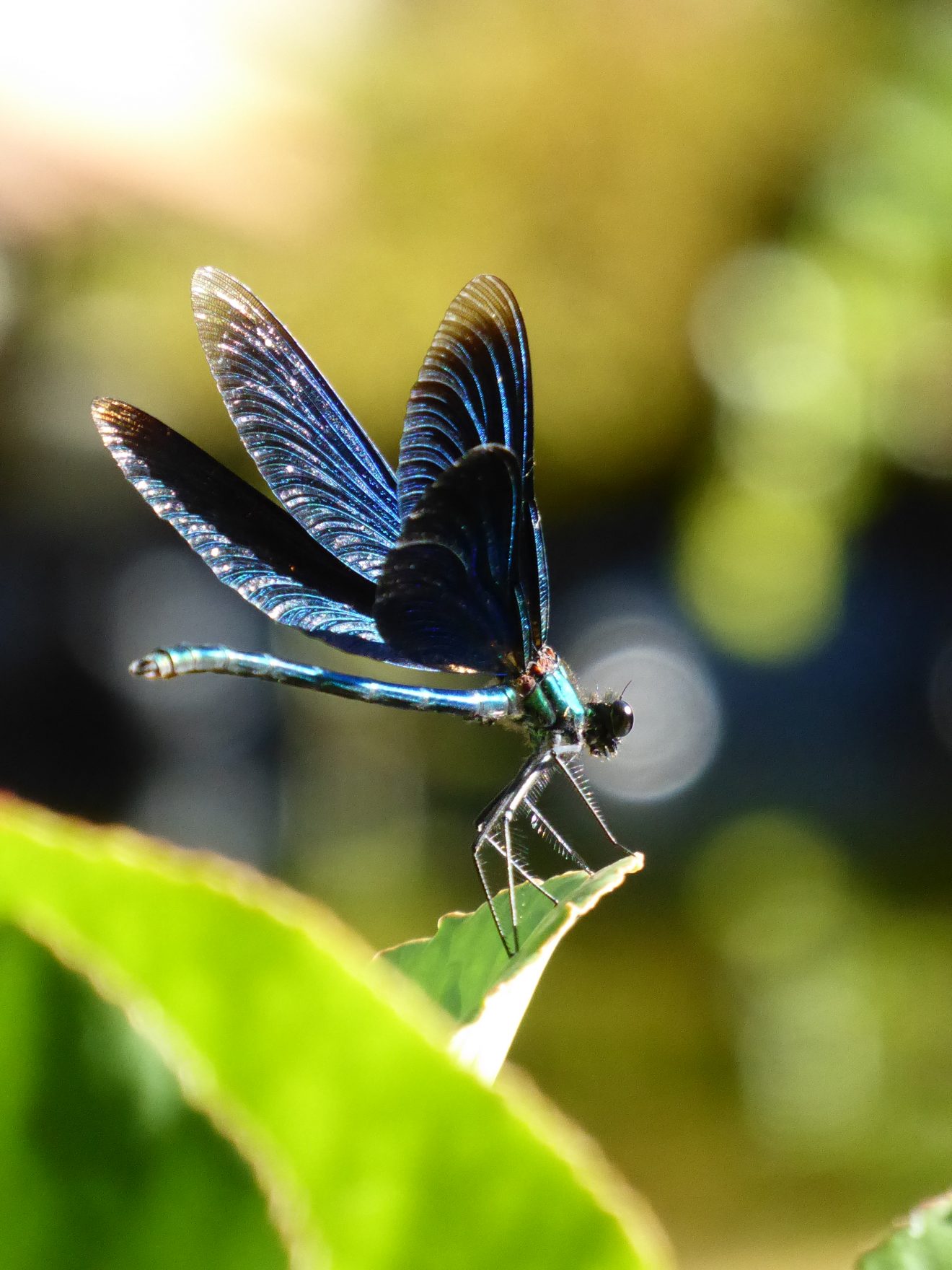 Fotowettbewerb "Schwarzwald unter der Lupe" 2018