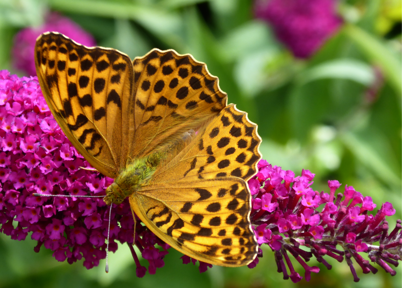 Fotowettbewerb "Schwarzwald unter der Lupe" 2018