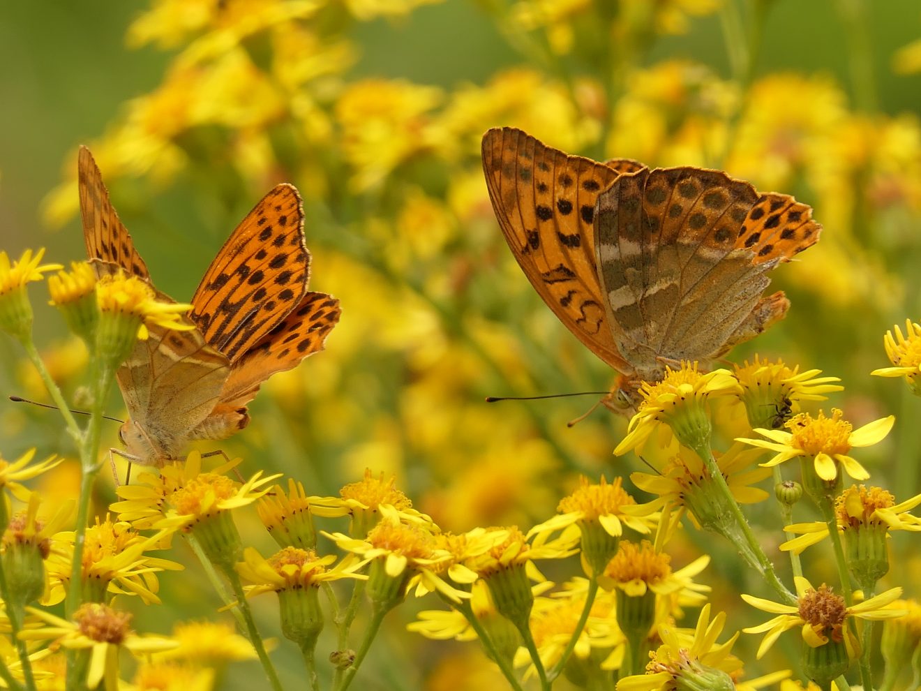 Fotowettbewerb "Schwarzwald unter der Lupe" 2018