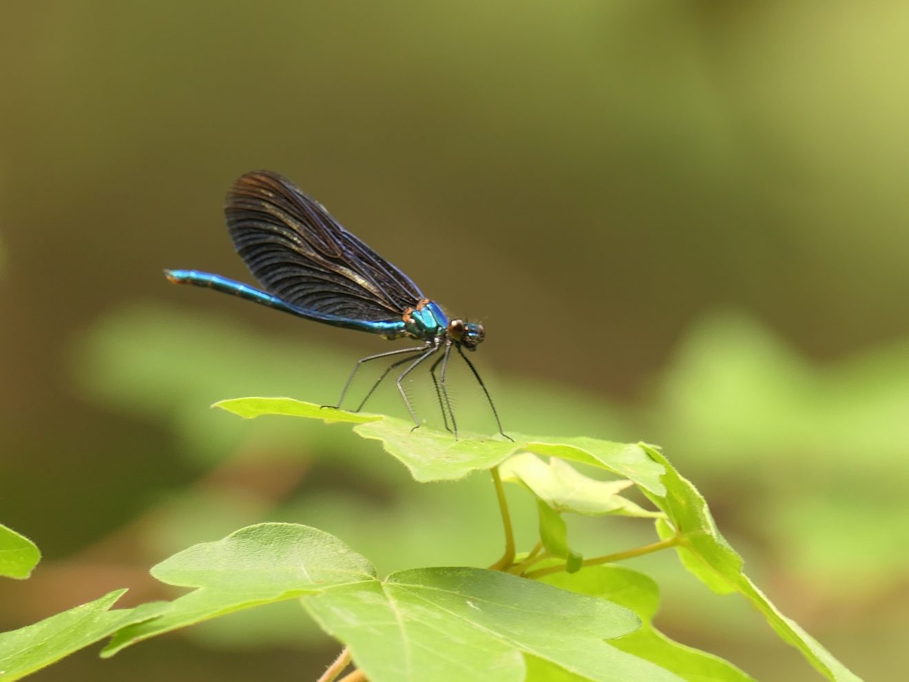 Fotowettbewerb "Schwarzwald unter der Lupe" 2018