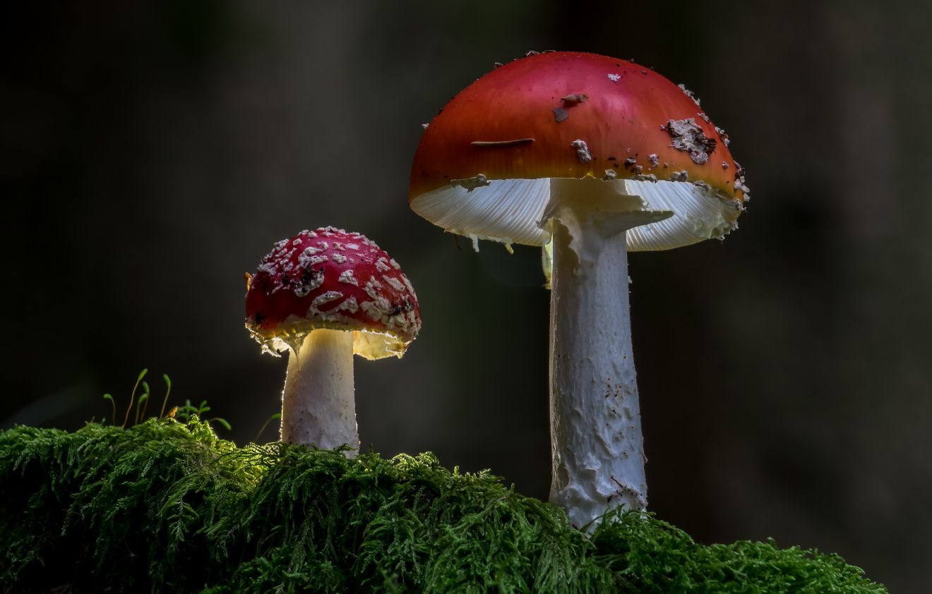 Fotowettbewerb "Schwarzwald unter der Lupe" 2018