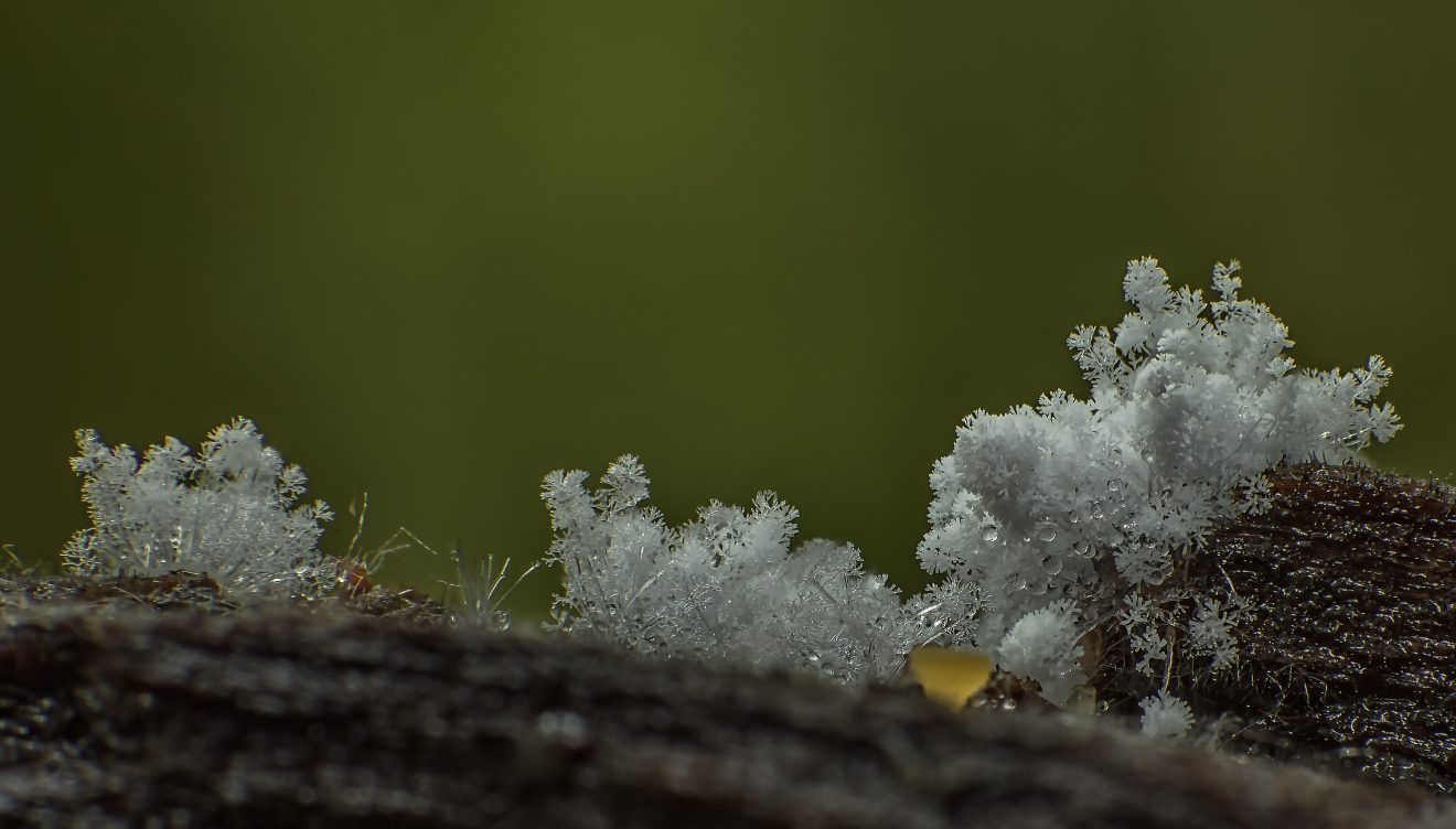 Fotowettbewerb "Schwarzwald unter der Lupe" 2018