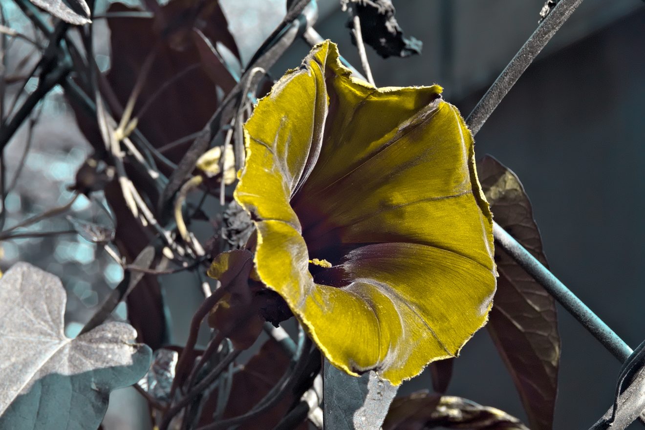 Fotowettbewerb "Schwarzwald unter der Lupe" 2018