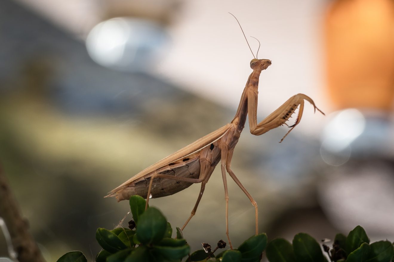 Fotowettbewerb "Schwarzwald unter der Lupe" 2018