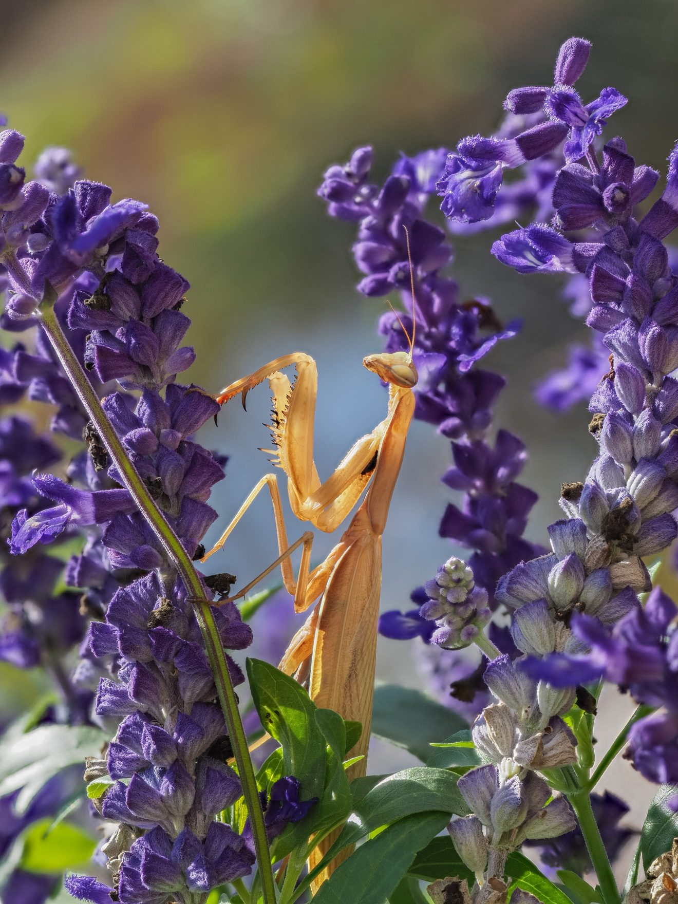 Fotowettbewerb "Schwarzwald unter der Lupe" 2018