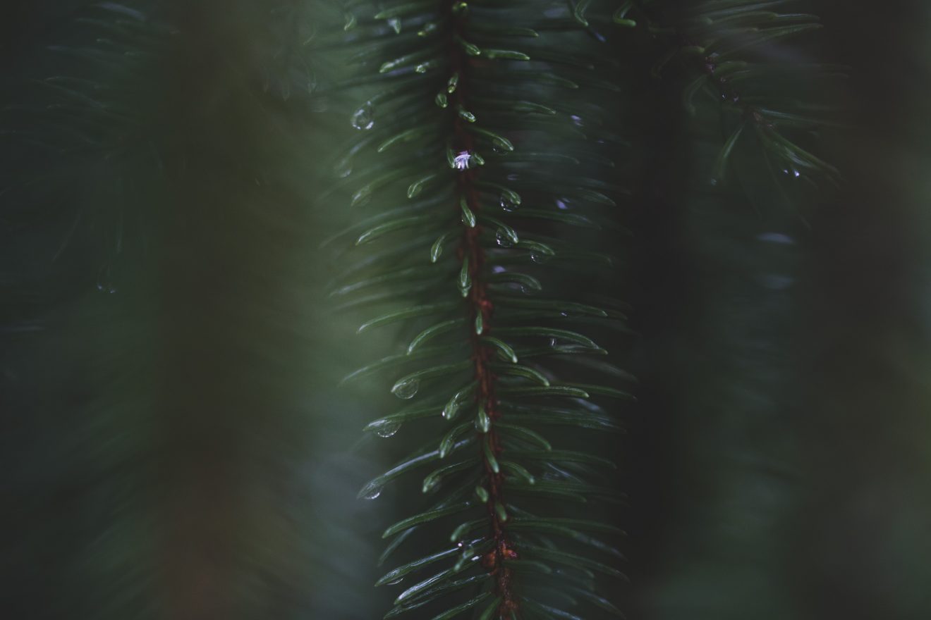 Fotowettbewerb "Schwarzwald unter der Lupe" 2018