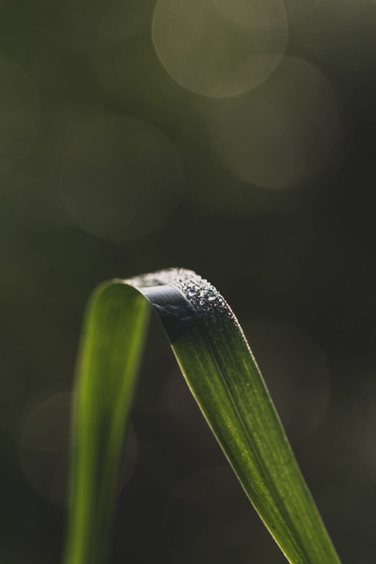 Fotowettbewerb "Schwarzwald unter der Lupe" 2018