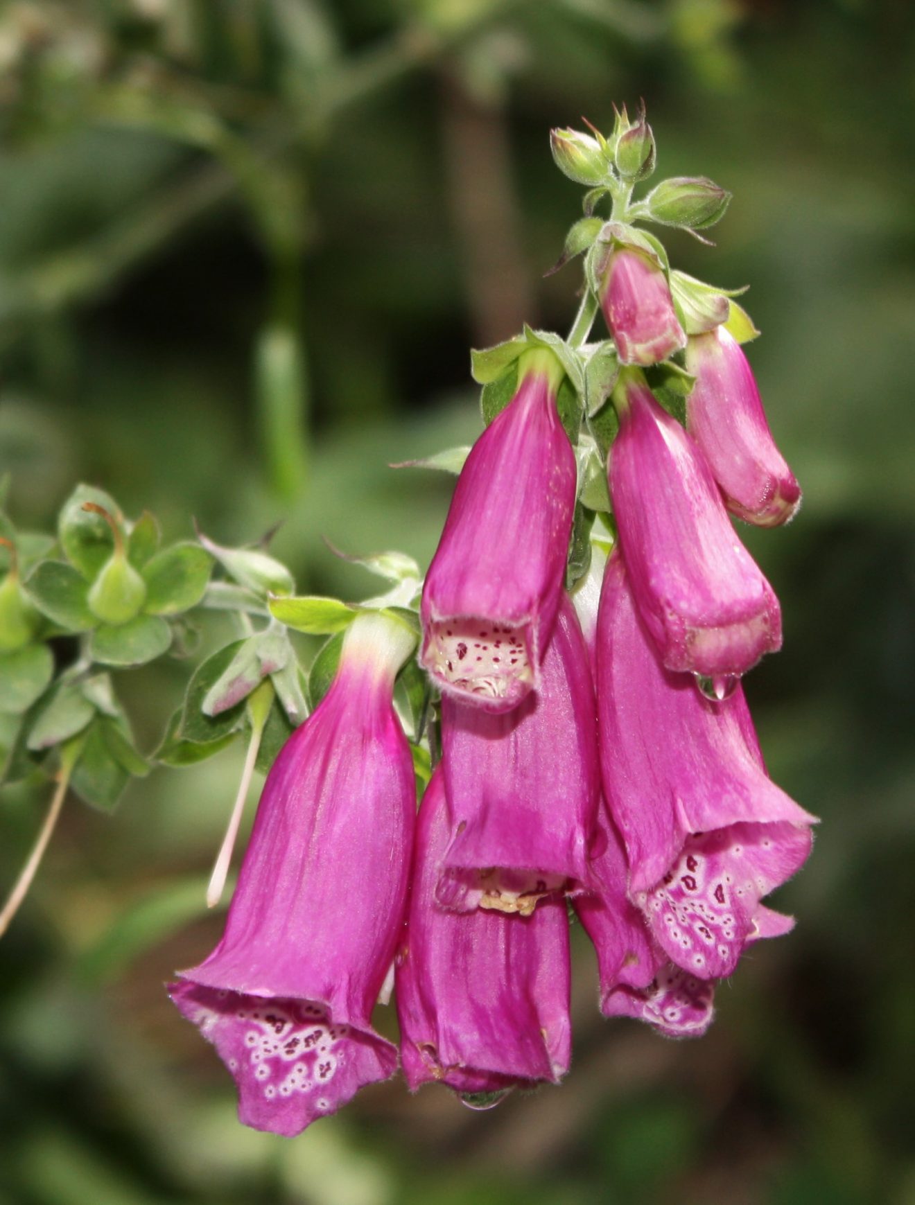 Fotowettbewerb "Schwarzwald unter der Lupe" 2018