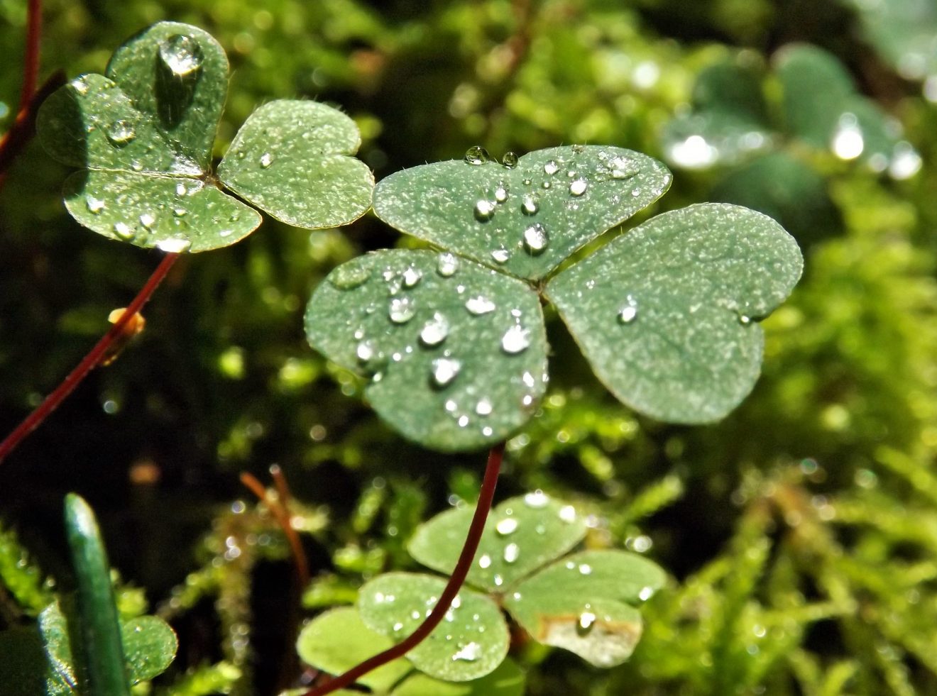 Fotowettbewerb "Schwarzwald unter der Lupe" 2018