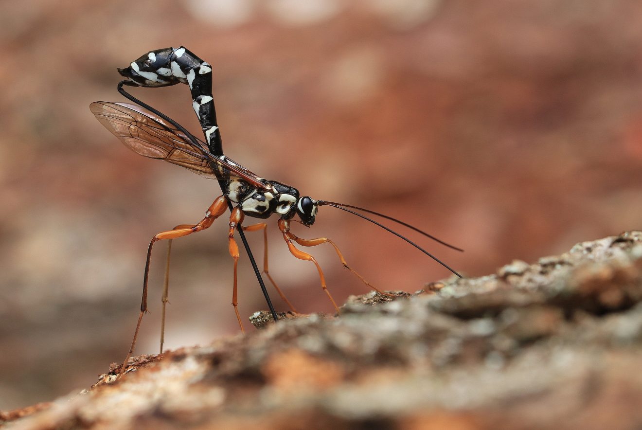 Fotowettbewerb "Schwarzwald unter der Lupe" 2018