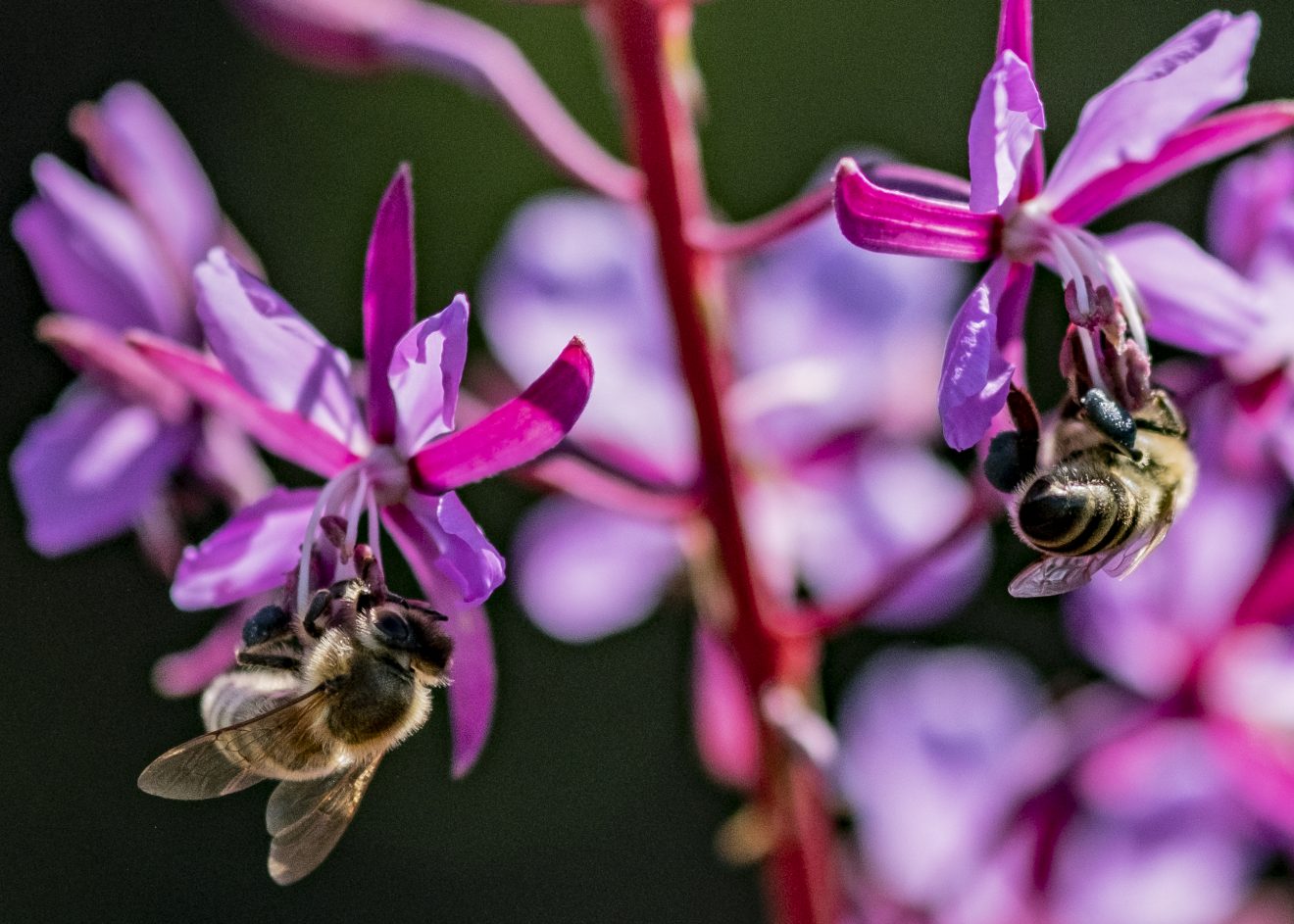 Fotowettbewerb "Schwarzwald unter der Lupe" 2018