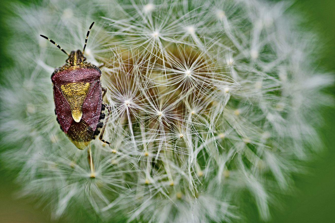 Fotowettbewerb "Schwarzwald unter der Lupe" 2018