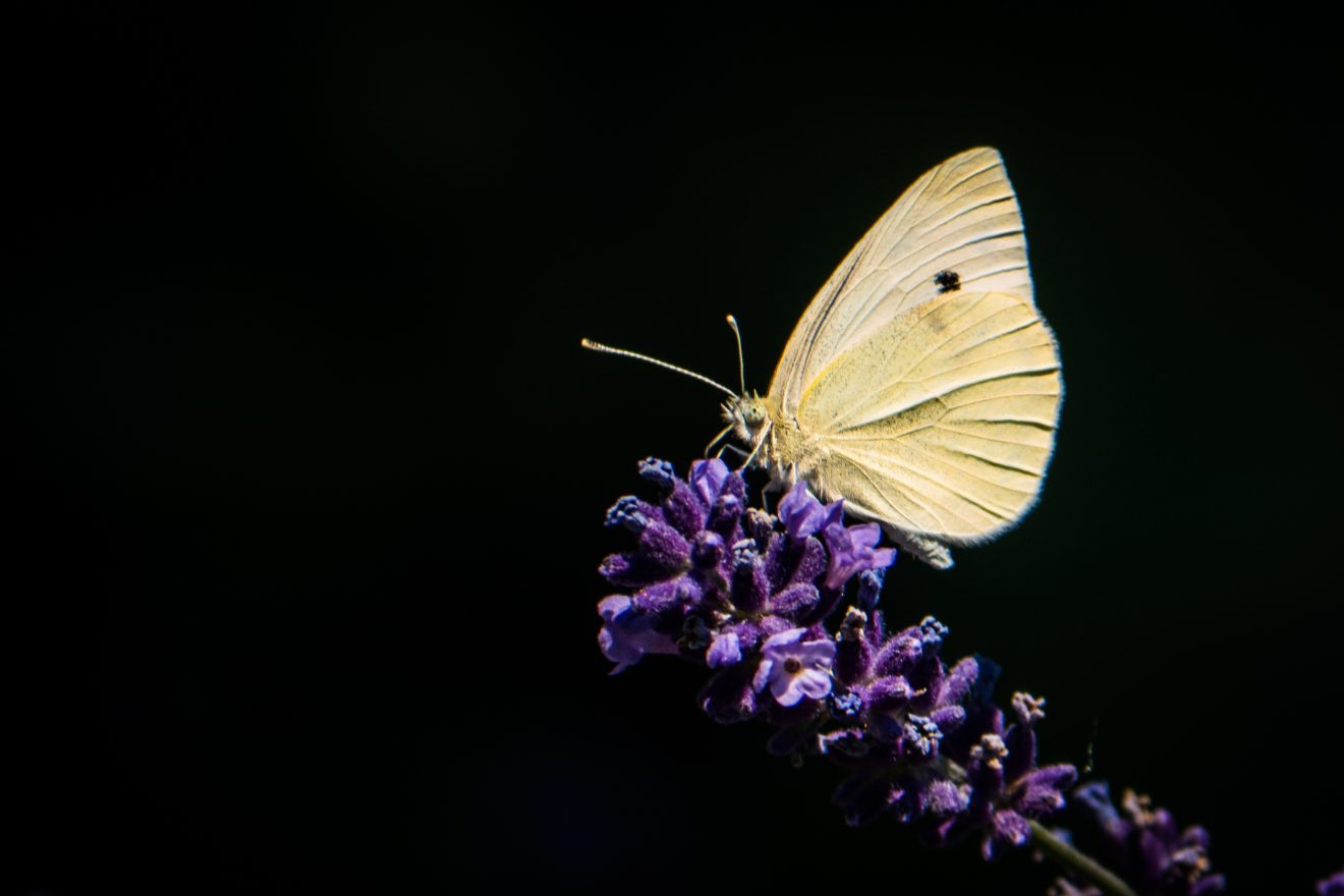 Fotowettbewerb "Schwarzwald unter der Lupe" 2018