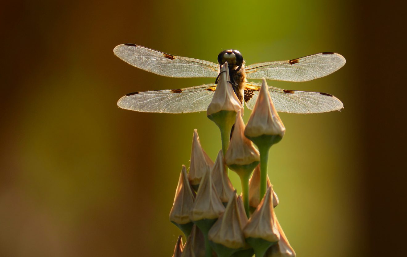 Fotowettbewerb "Schwarzwald unter der Lupe" 2018