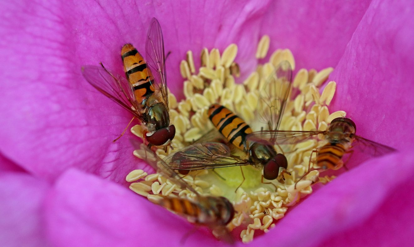 Fotowettbewerb "Schwarzwald unter der Lupe" 2018