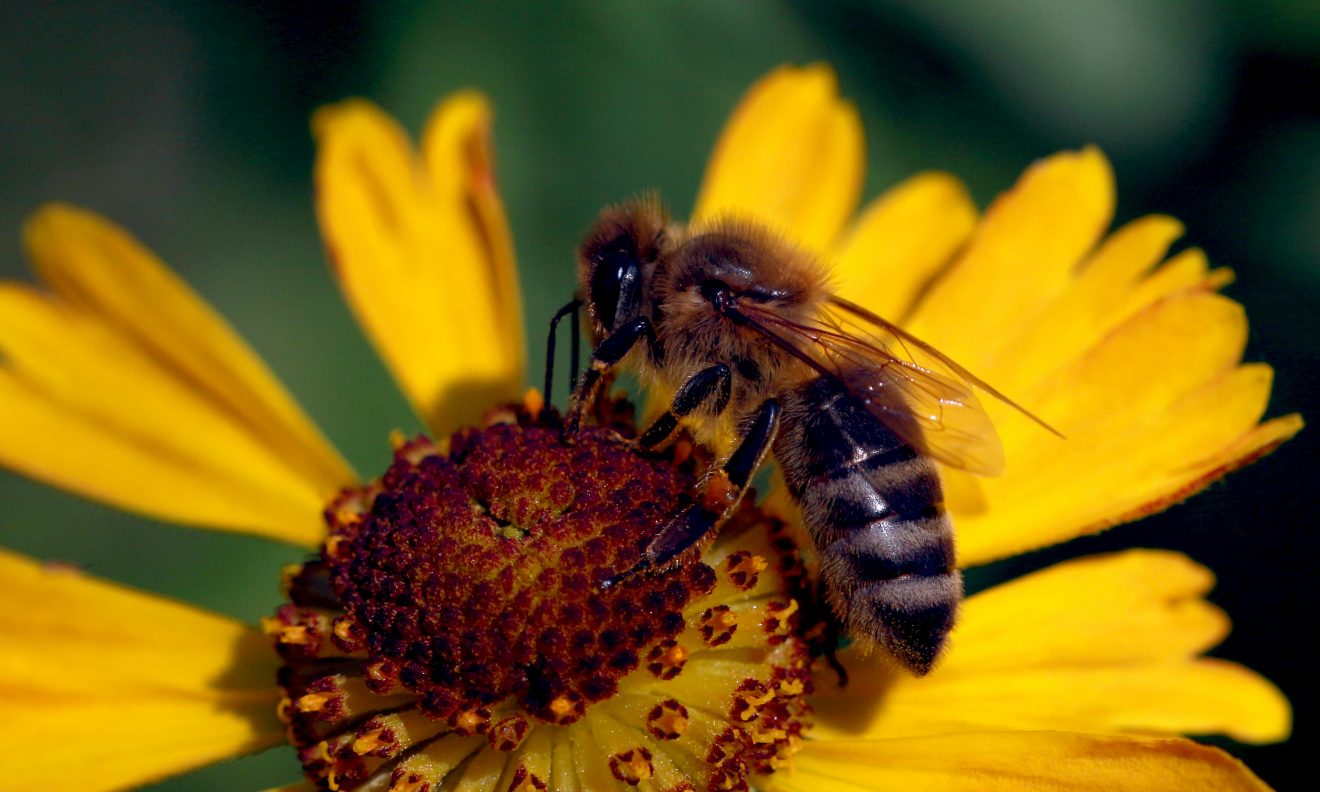 Fotowettbewerb "Schwarzwald unter der Lupe" 2018