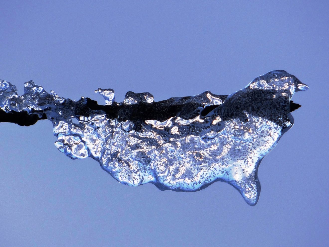 Fotowettbewerb "Schwarzwald unter der Lupe" 2018