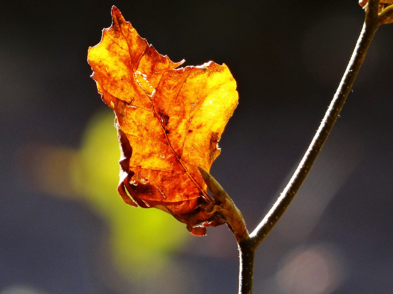 Fotowettbewerb "Schwarzwald unter der Lupe" 2018