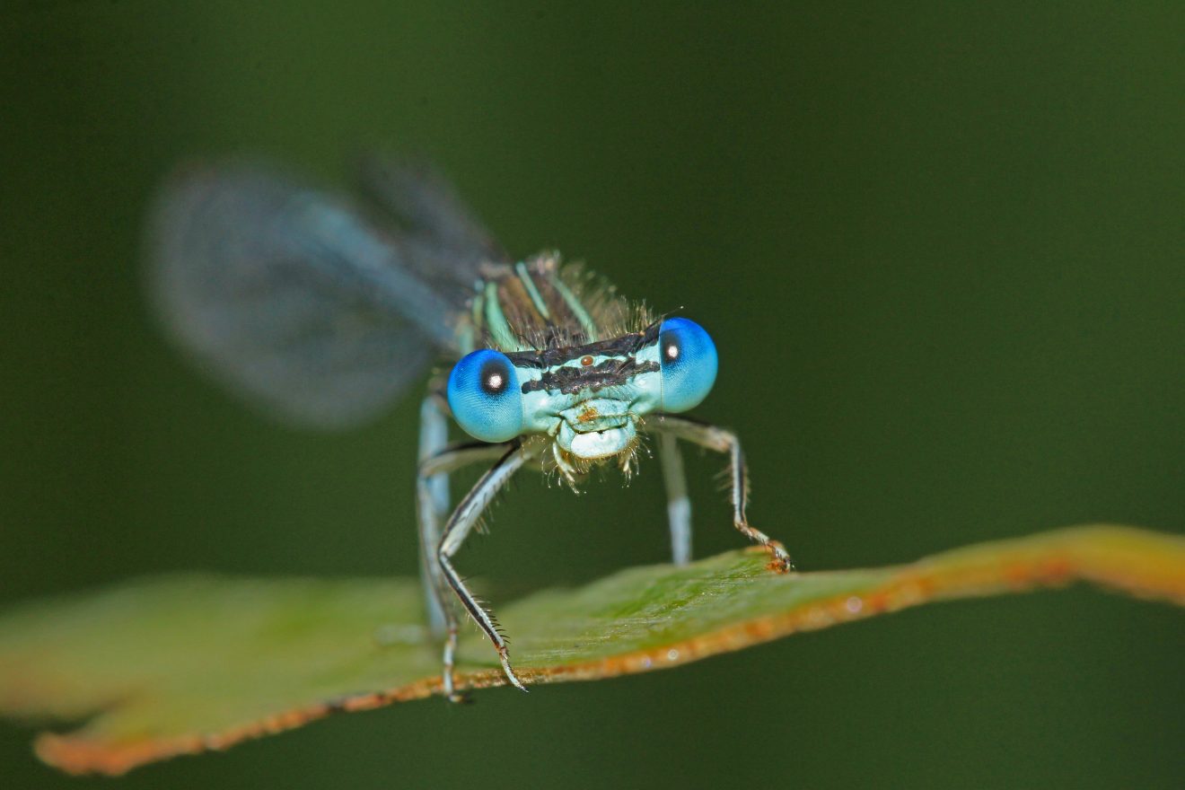 Fotowettbewerb "Schwarzwald unter der Lupe" 2018