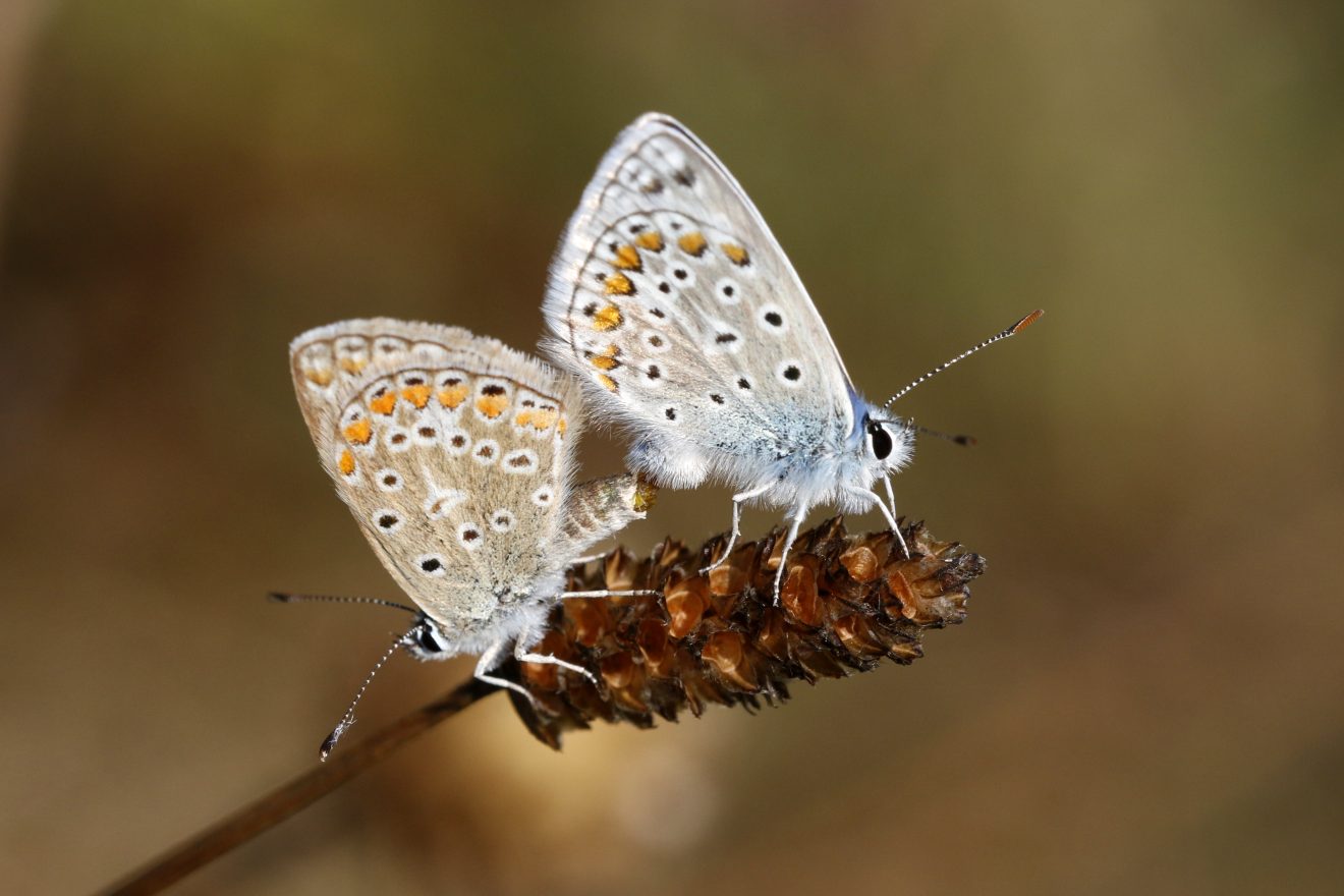 Fotowettbewerb "Schwarzwald unter der Lupe" 2018