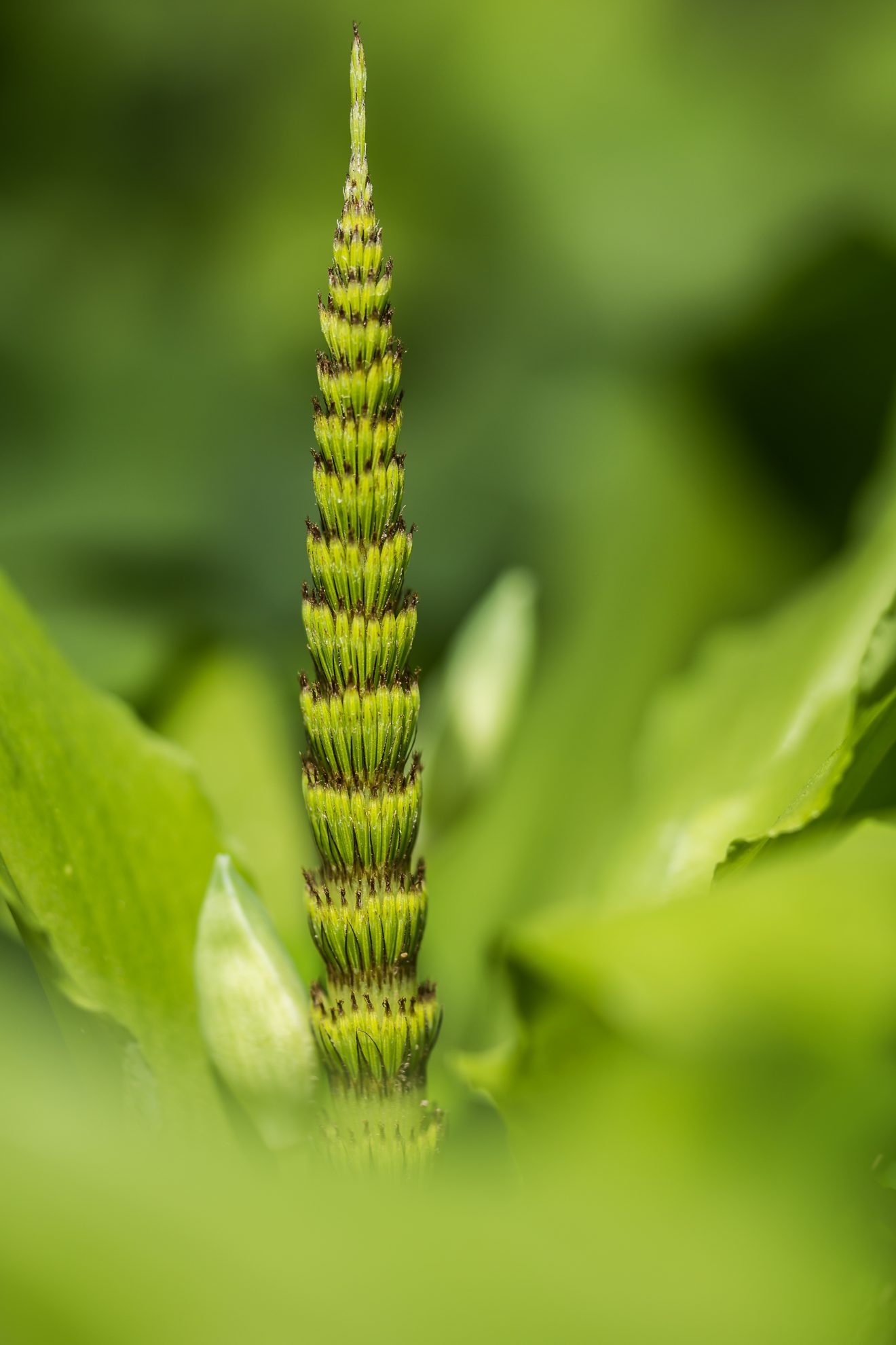 Fotowettbewerb "Schwarzwald unter der Lupe" 2018