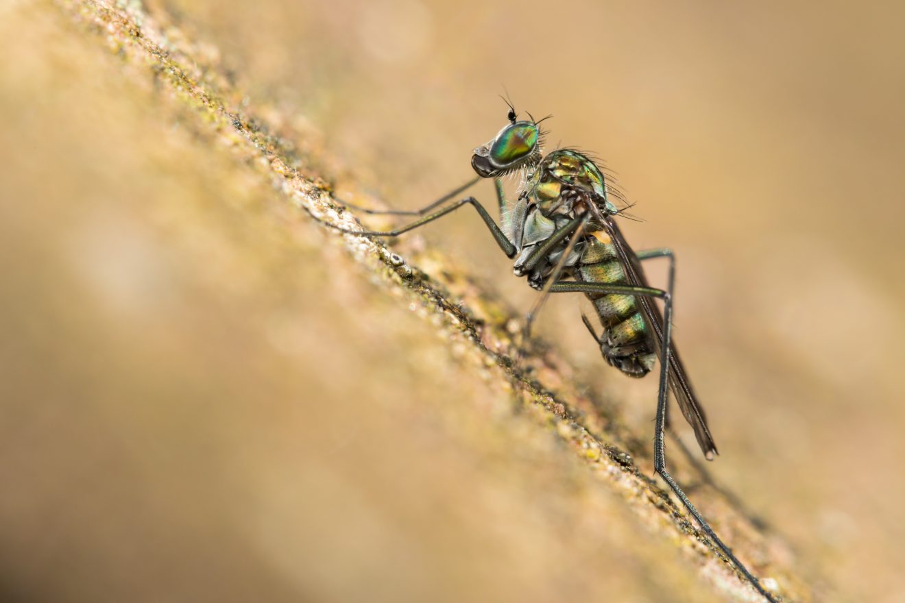 Fotowettbewerb "Schwarzwald unter der Lupe" 2018