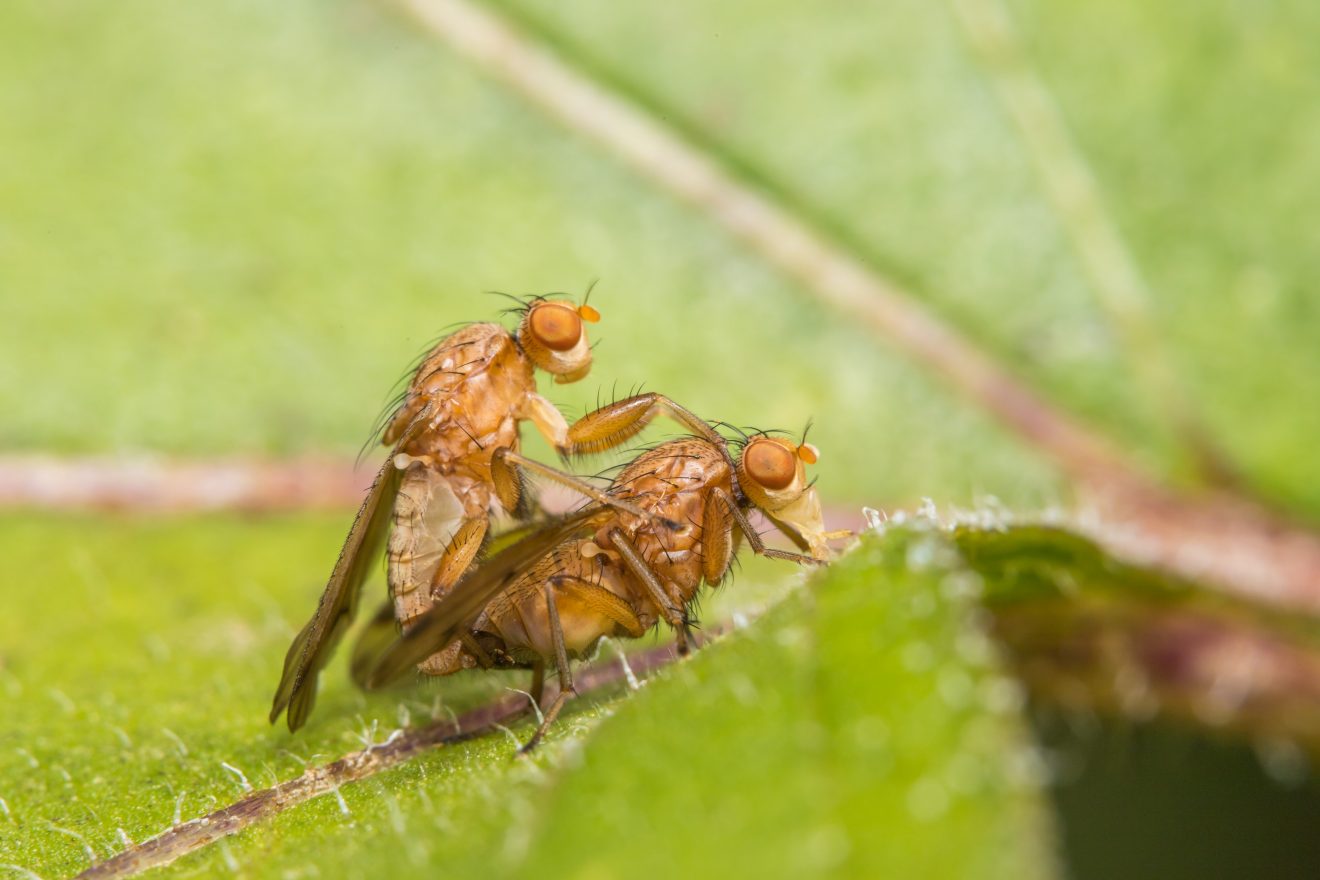 Fotowettbewerb "Schwarzwald unter der Lupe" 2018