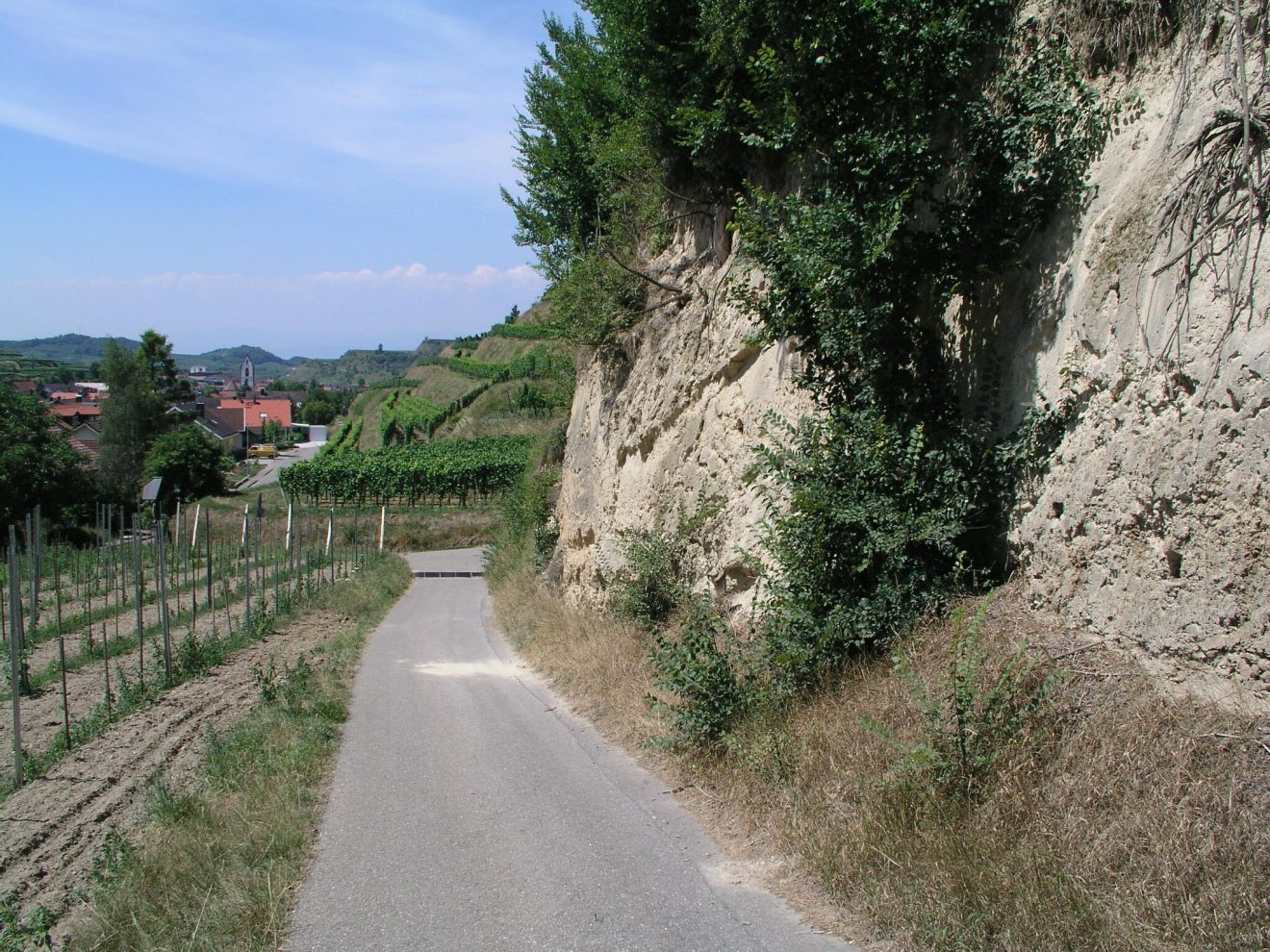 Wildbiene des Jahres 2019: die Senf-Blauschillersandbiene