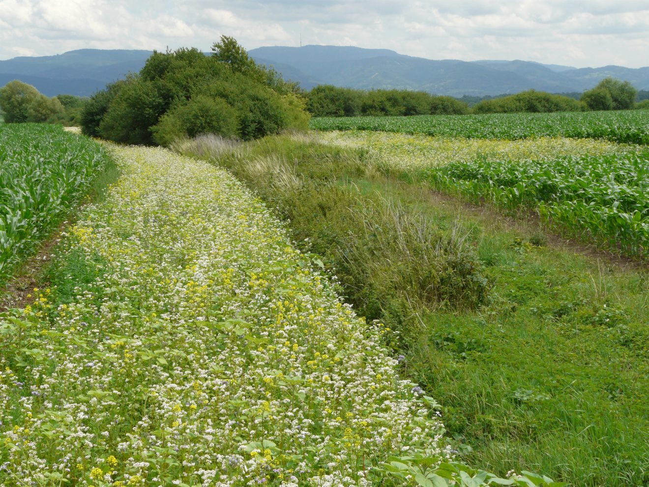 Wildbiene des Jahres 2019: die Senf-Blauschillersandbiene