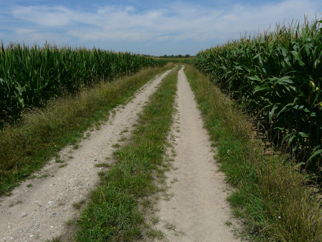 Wildbiene des Jahres 2019: die Senf-Blauschillersandbiene