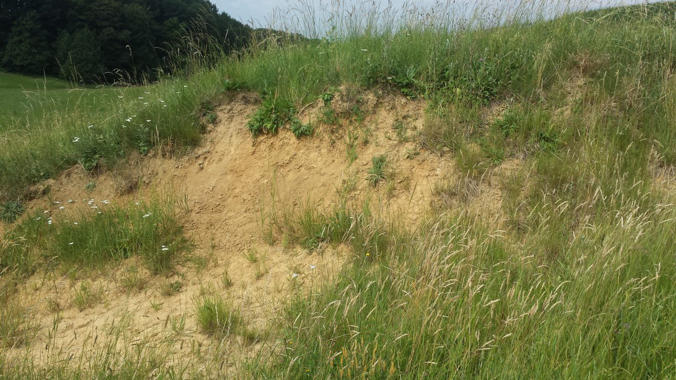 Wildbiene des Jahres 2019: die Senf-Blauschillersandbiene