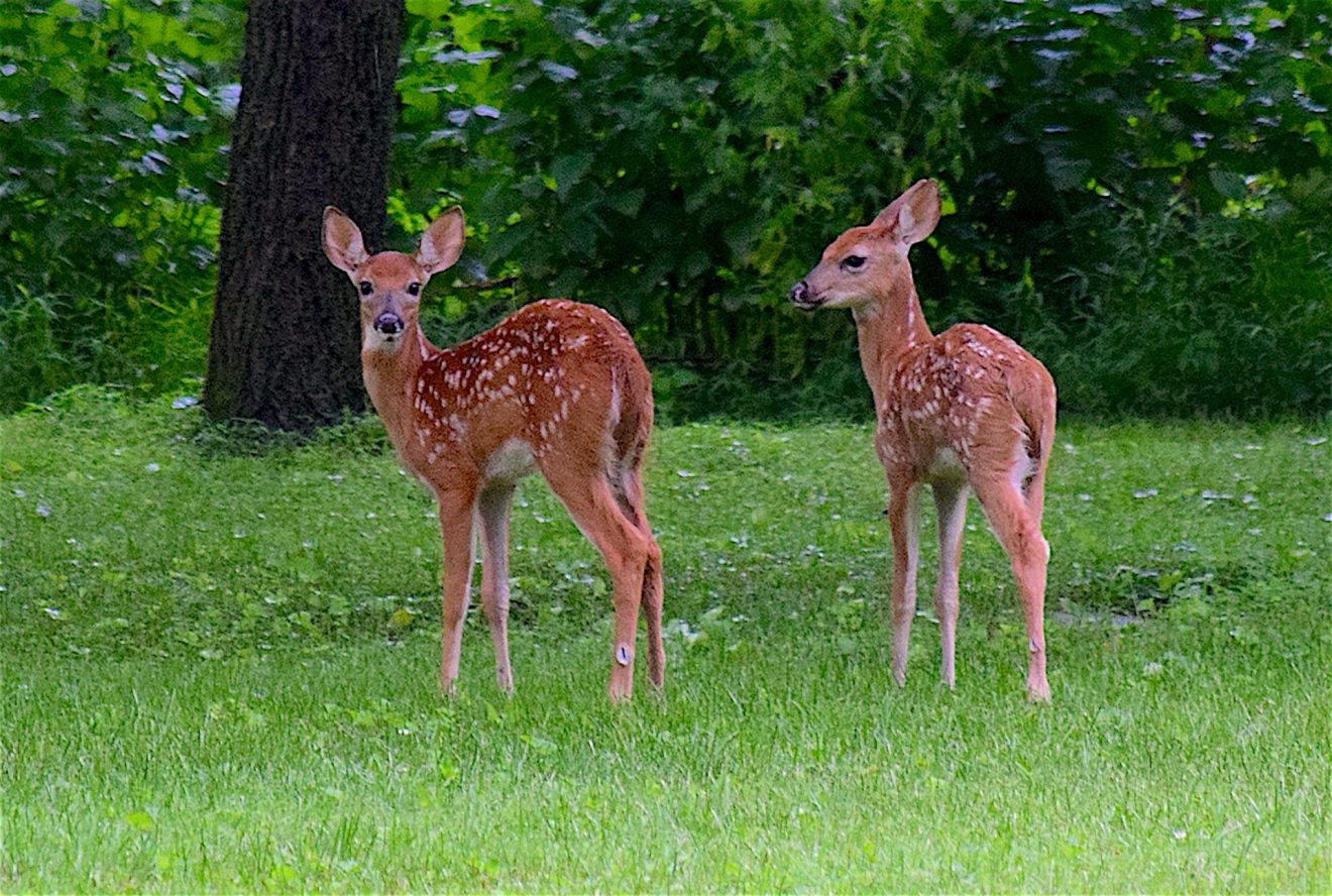 Tiersteckbrief Rothirsch