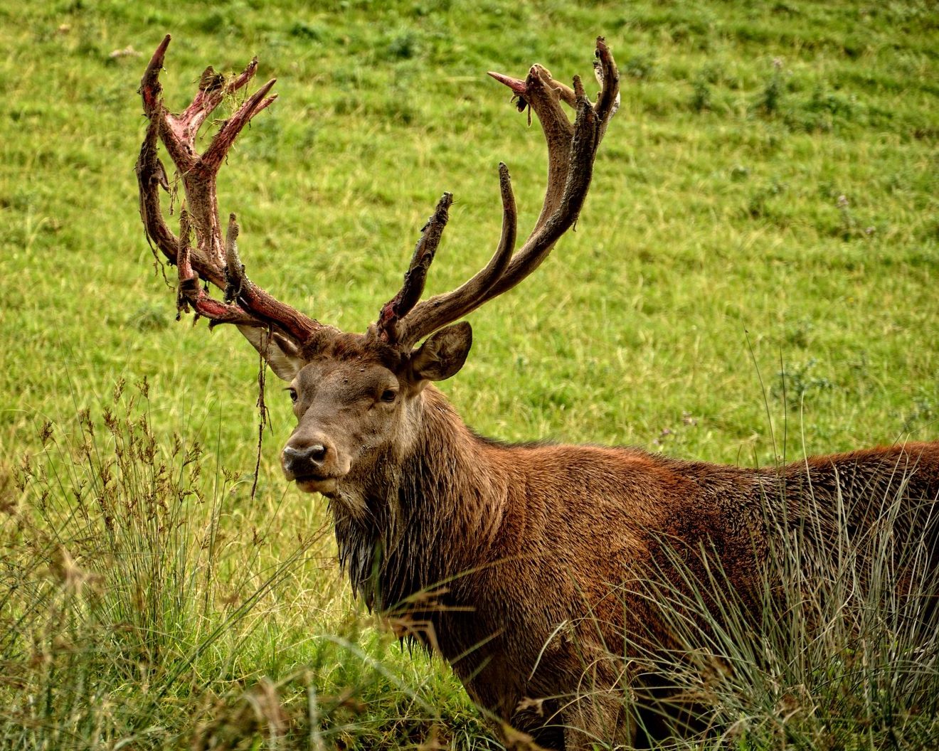 Tiersteckbrief Rothirsch