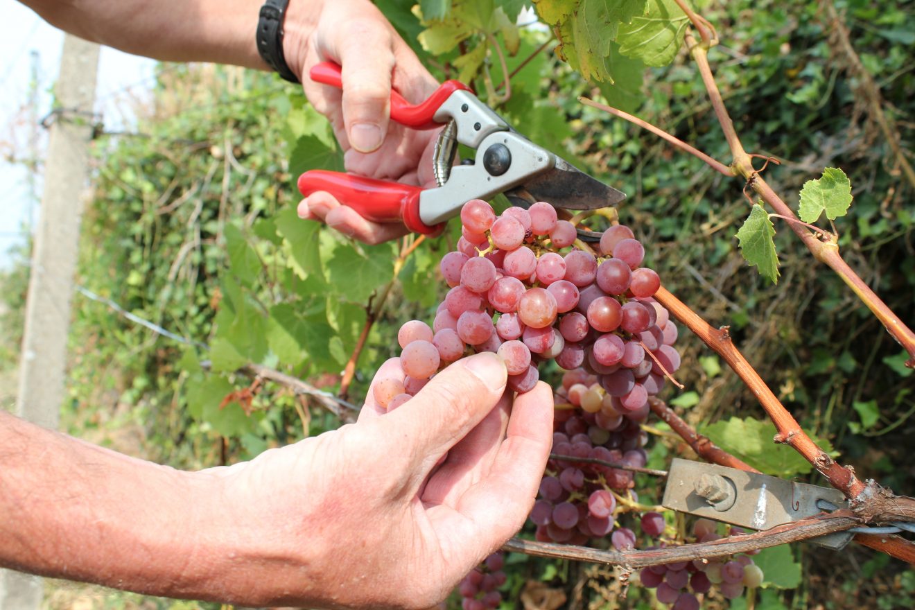 Spätburgunder Bühlertaler Engelsfelsen