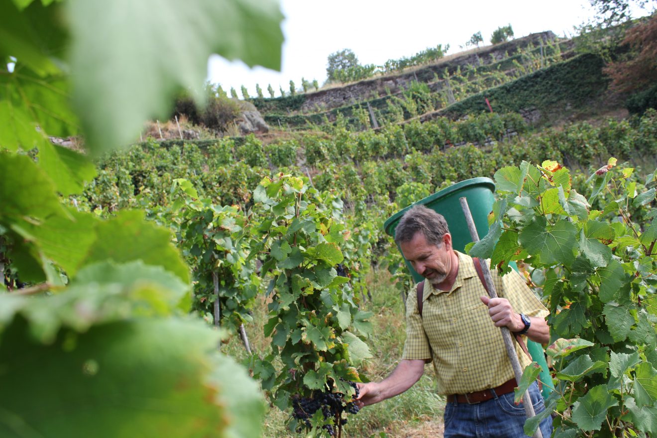 Spätburgunder Bühlertaler Engelsfelsen