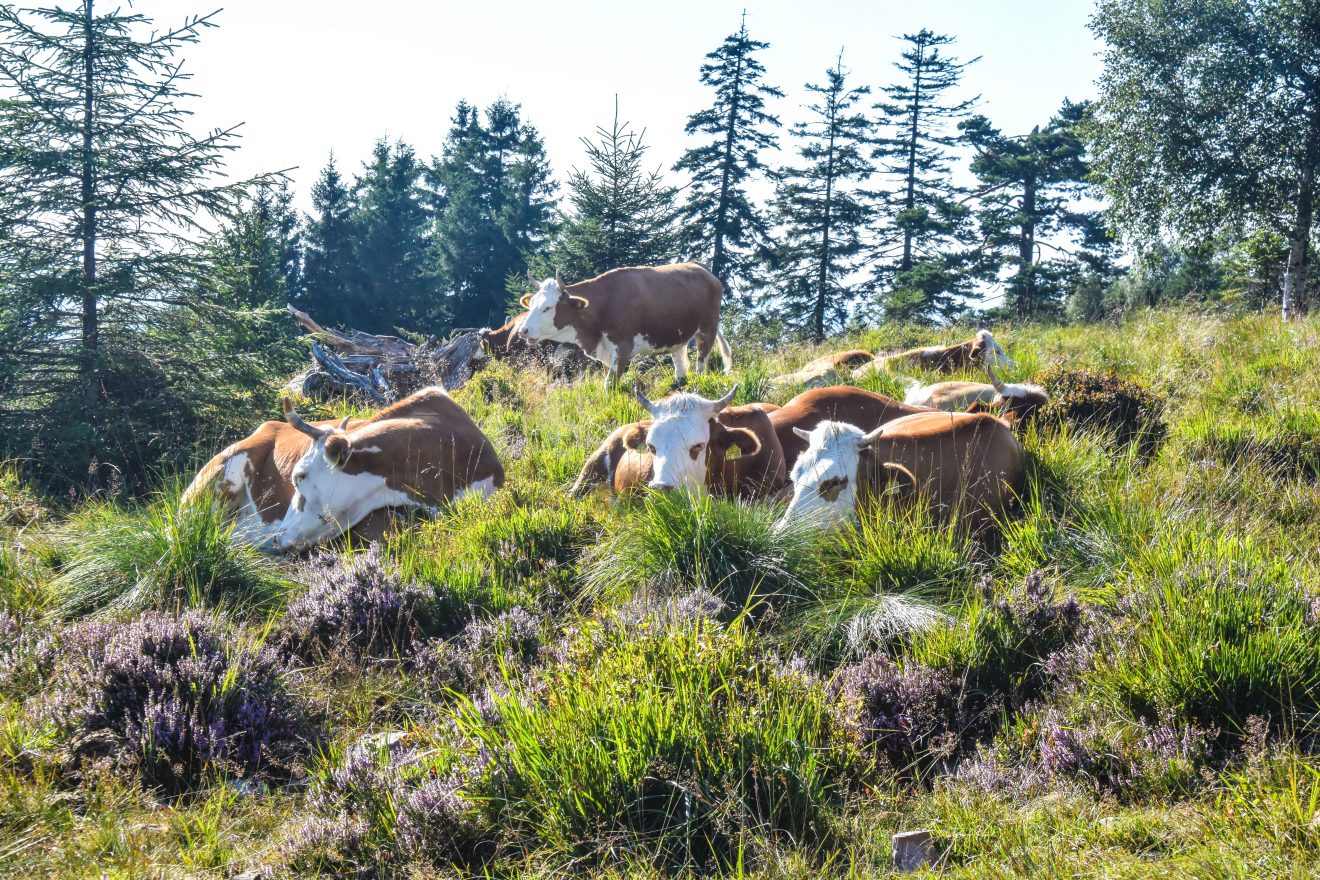 Trekking-Tour Nicolai Stotz