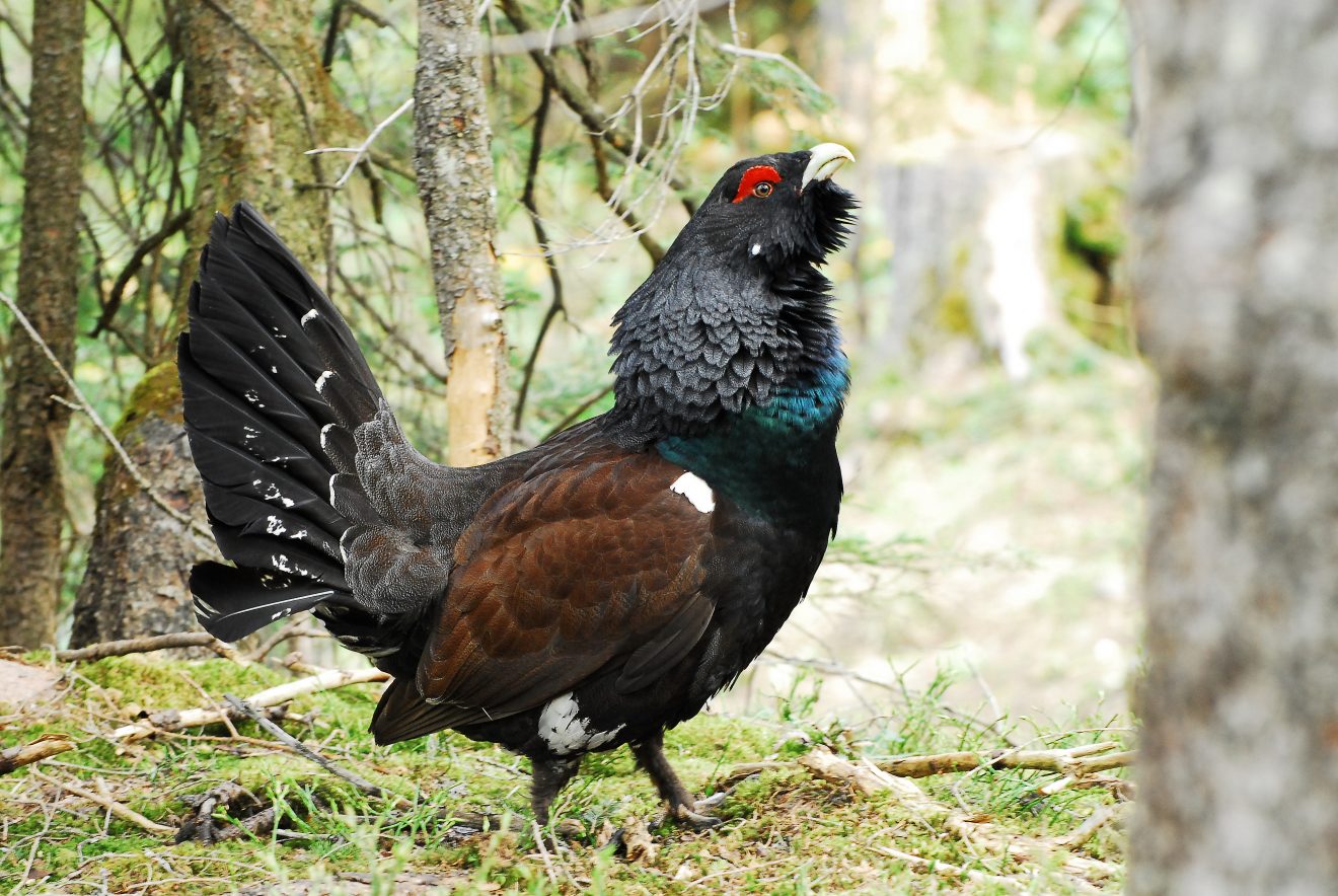 Neues vom Auerhuhn: Balz und Brut