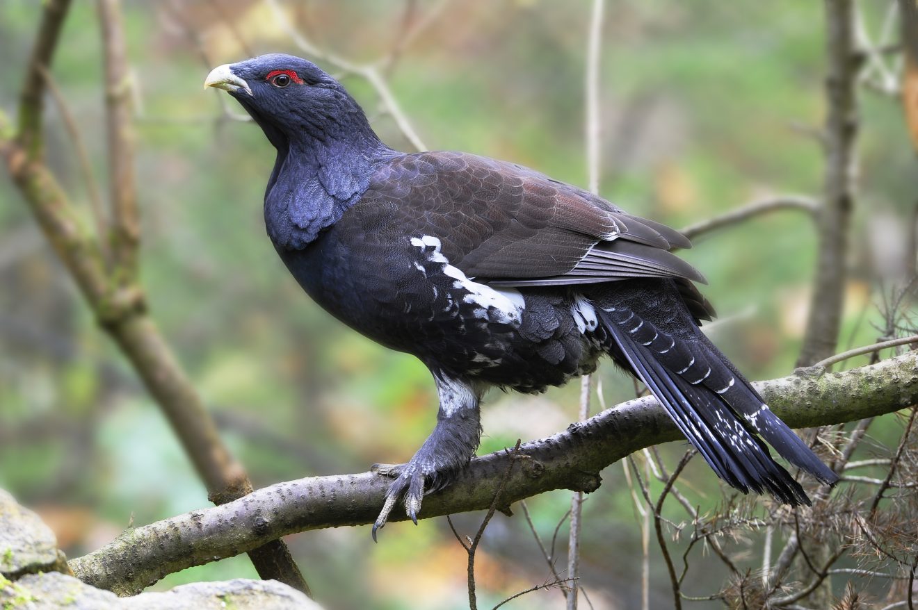 Lücken für Küken im Auerhahnwald