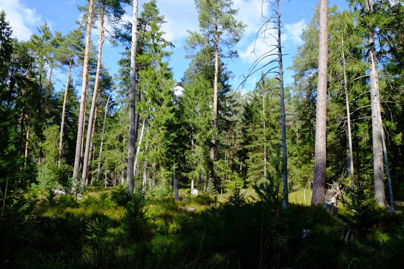 Lücken für Küken im Auerhahnwald