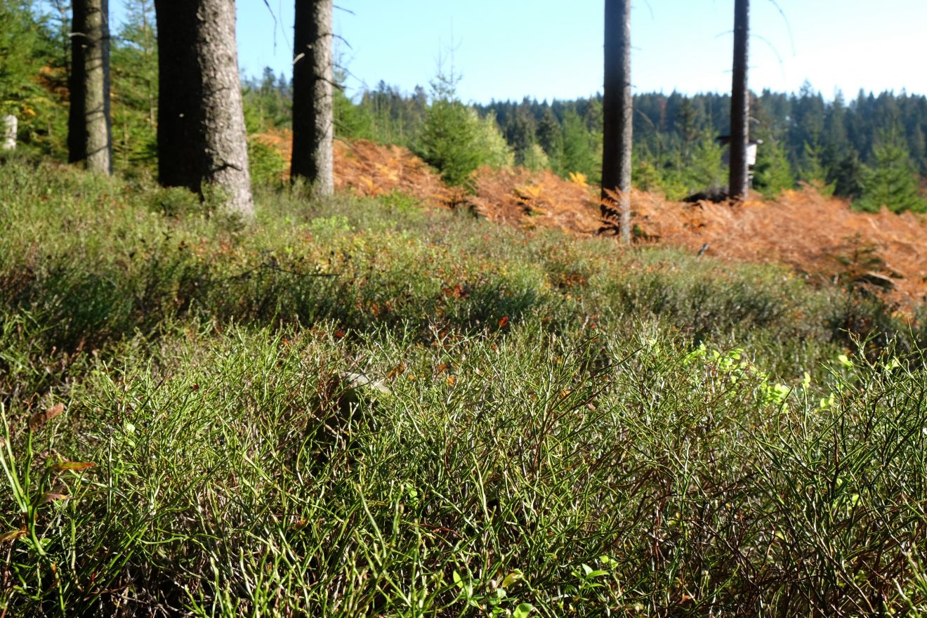 Lücken für Küken im Auerhahnwald